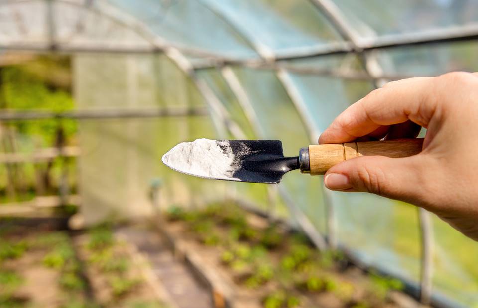 You can use baking soda everywhere in the garden.  Gardeners came up with unbelievable tricks