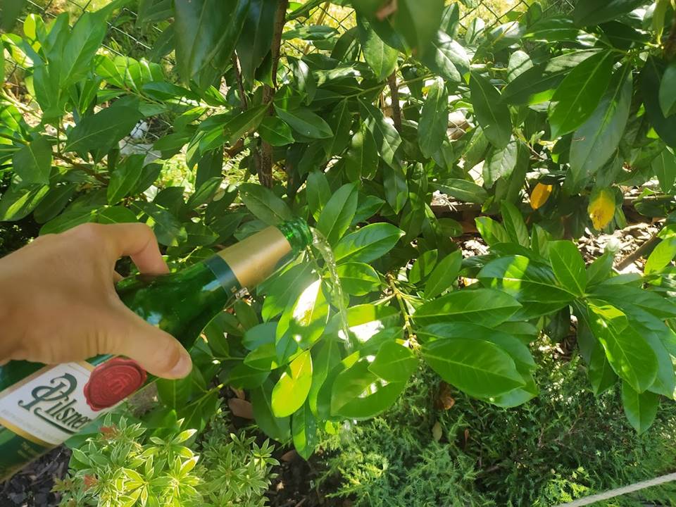 People started watering the plants with beer.  The reason is clear.  One bottle will give you up to 5 liters of effective solution