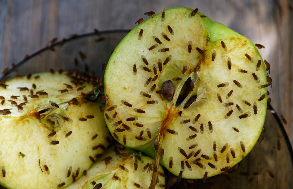 Mrs. Věra disposes of fruit flies in an extraordinary way.  She ultimately shared her her makeup