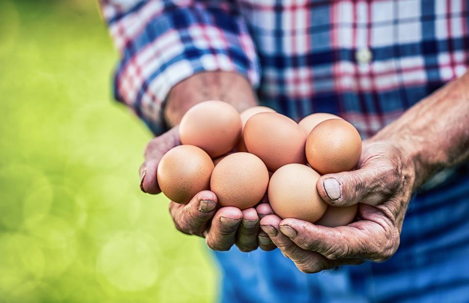 Terrible things have been found in eggs.  Domestic ones turned out to be the worst, people do not understand at all, all the weather is bad