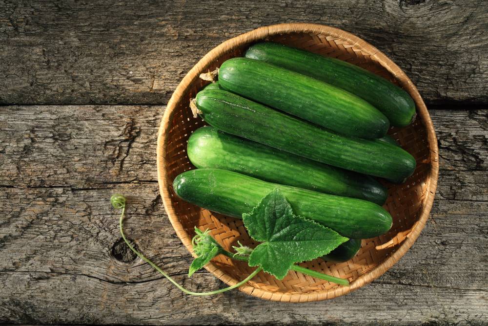 Enjoy your cucumbers all year round.  It is necessary to freeze them properly