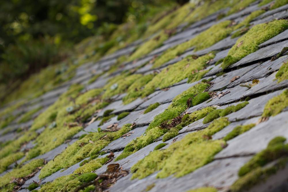 How to effectively remove moss from your roof: Tips and tricks